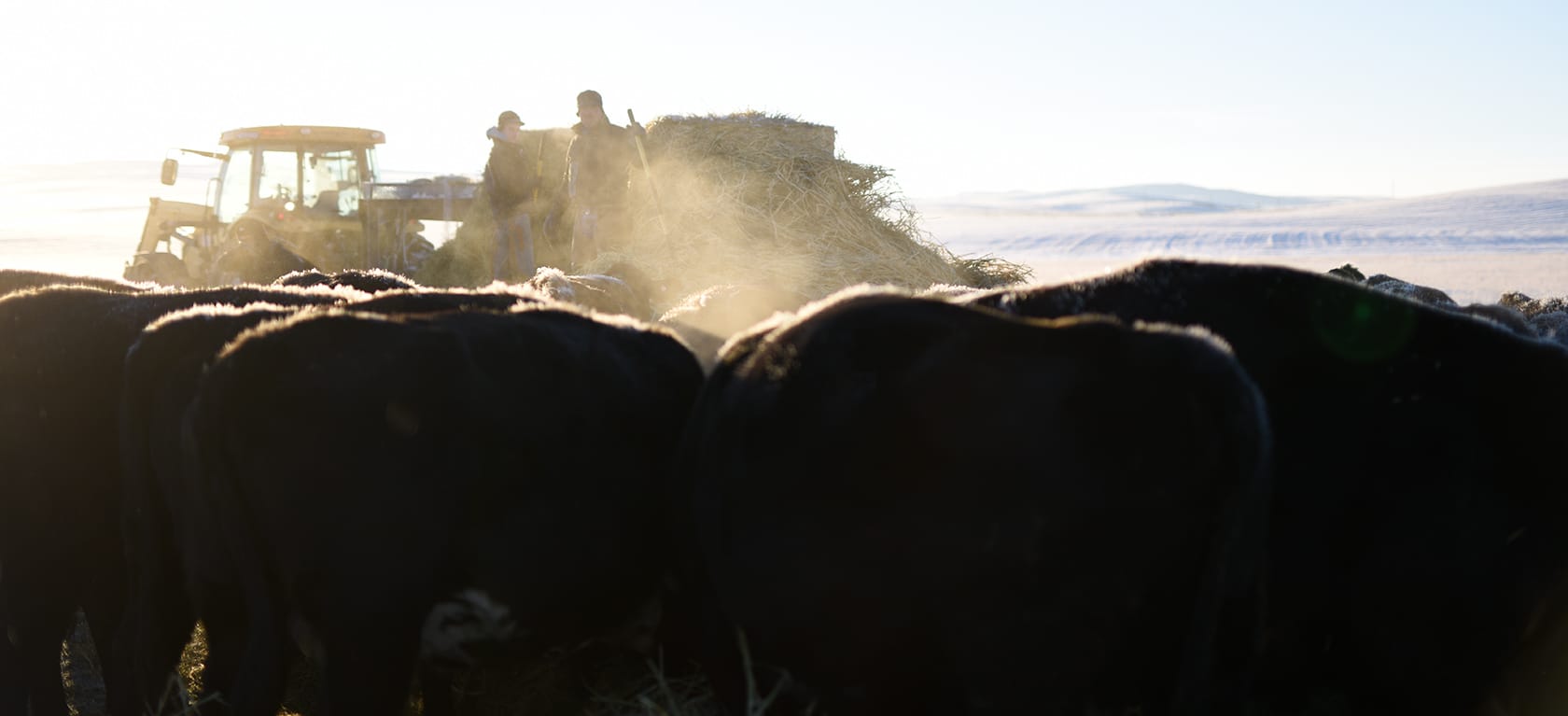 cows with tractor and hay