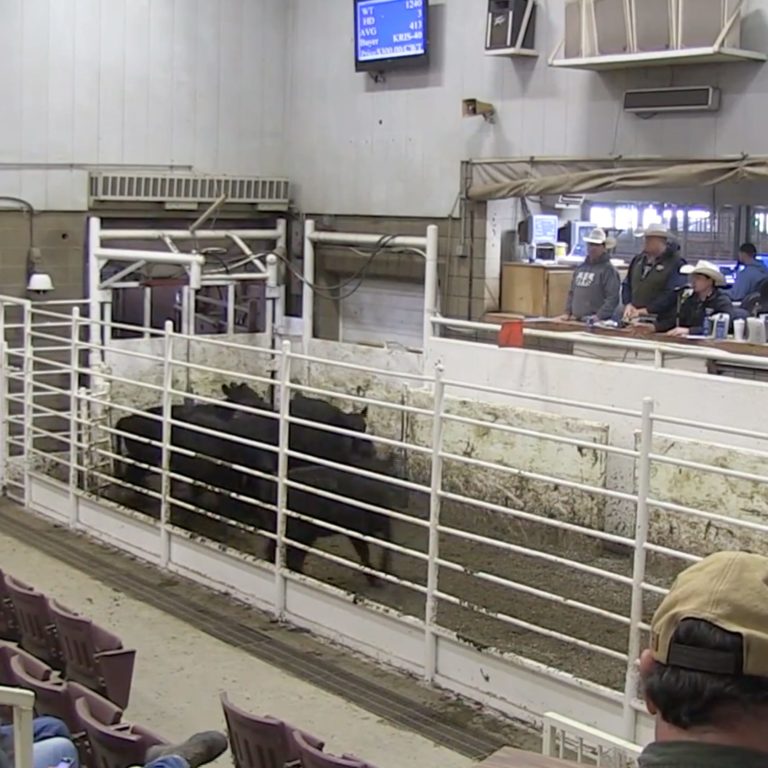 consumers at cattle show