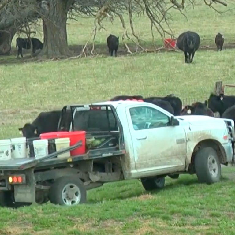 truck driving in pasture