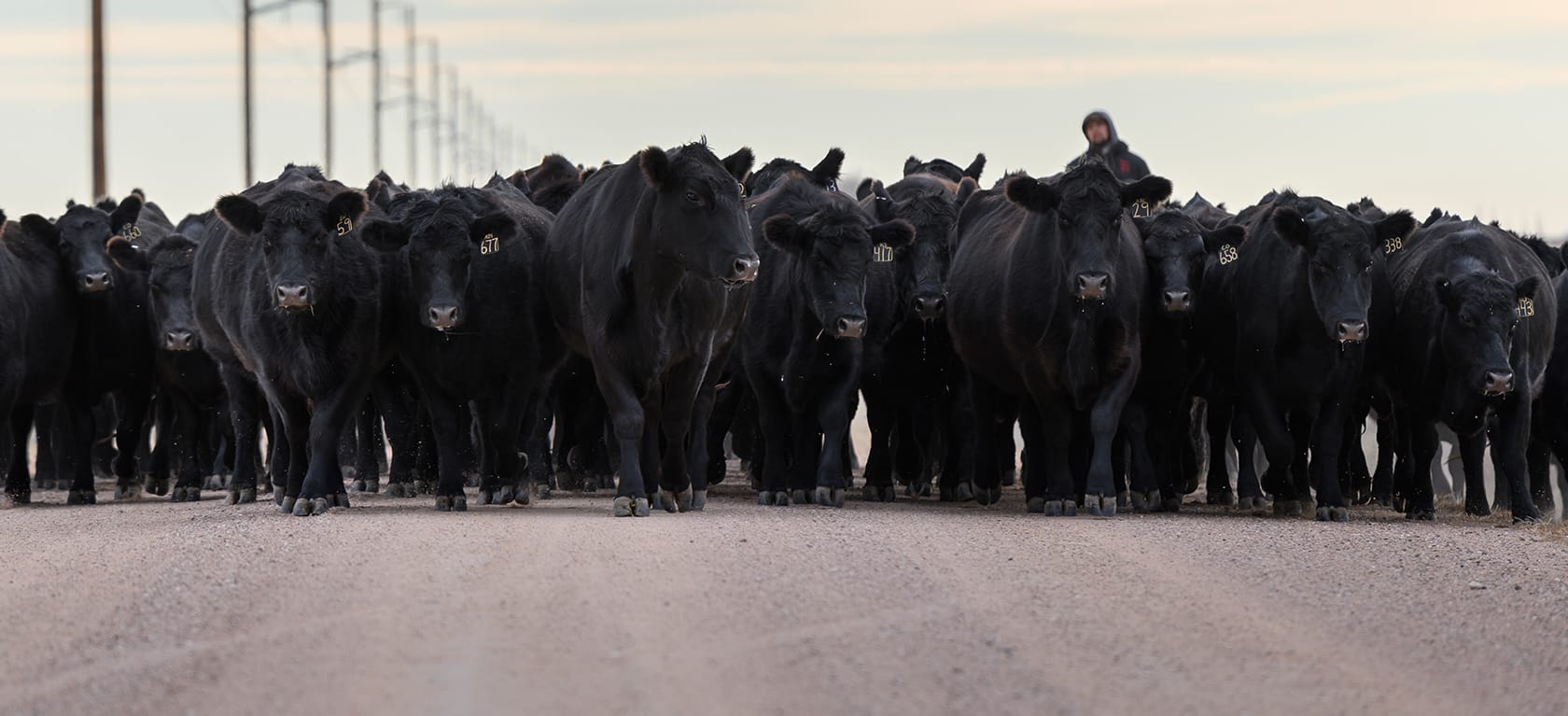 cows walking on gravel road