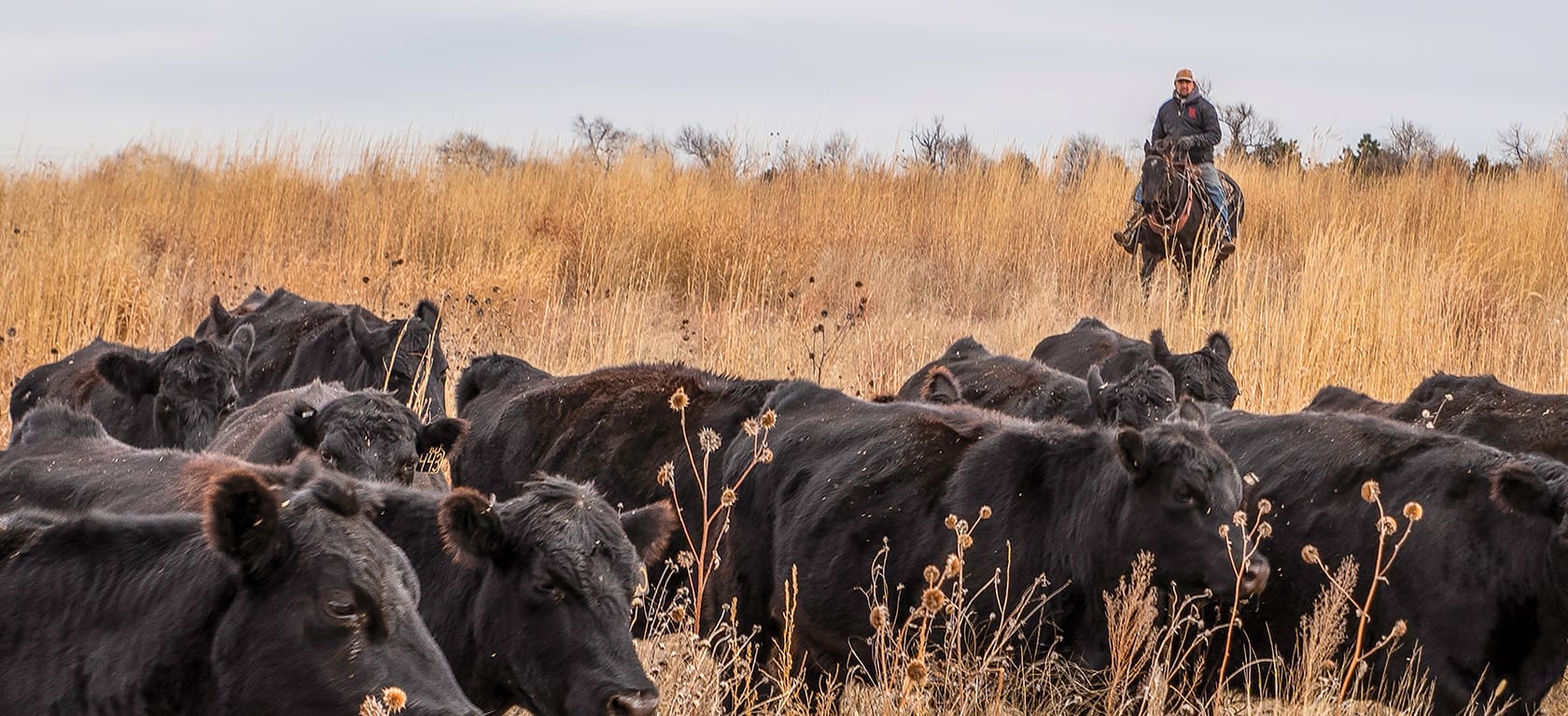 farmer herding cows