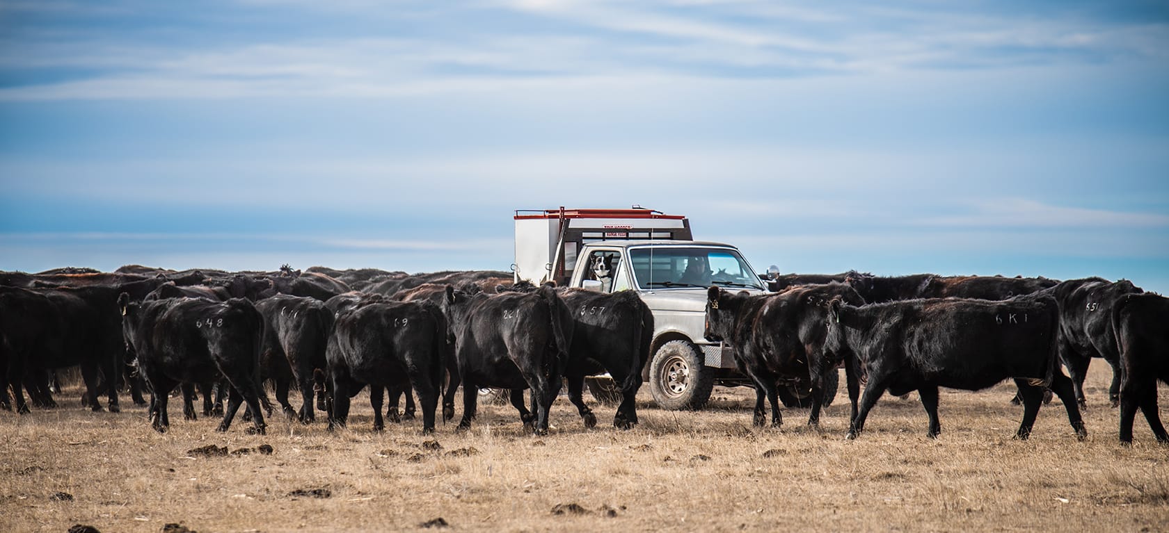 cows in pasture