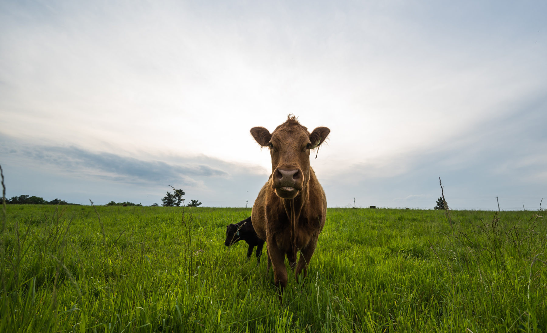 cow in a pasture