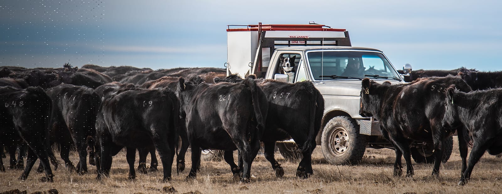 cows with truck in background
