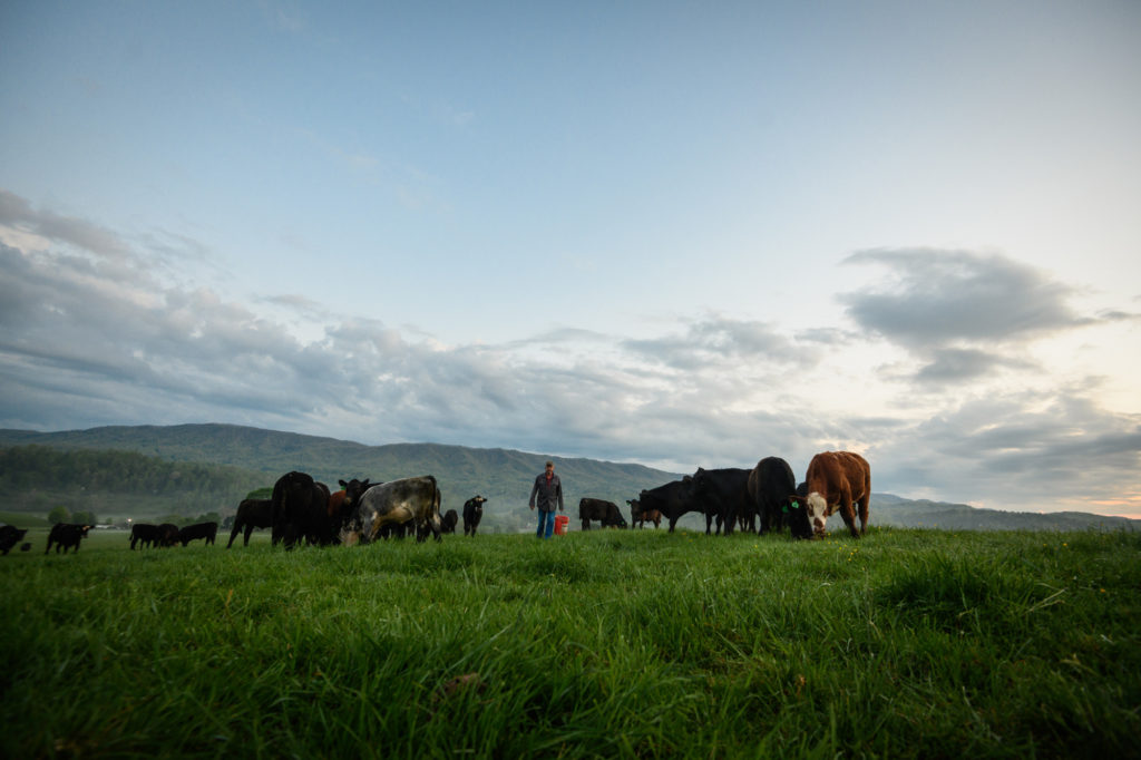 cows grazing in a pasture