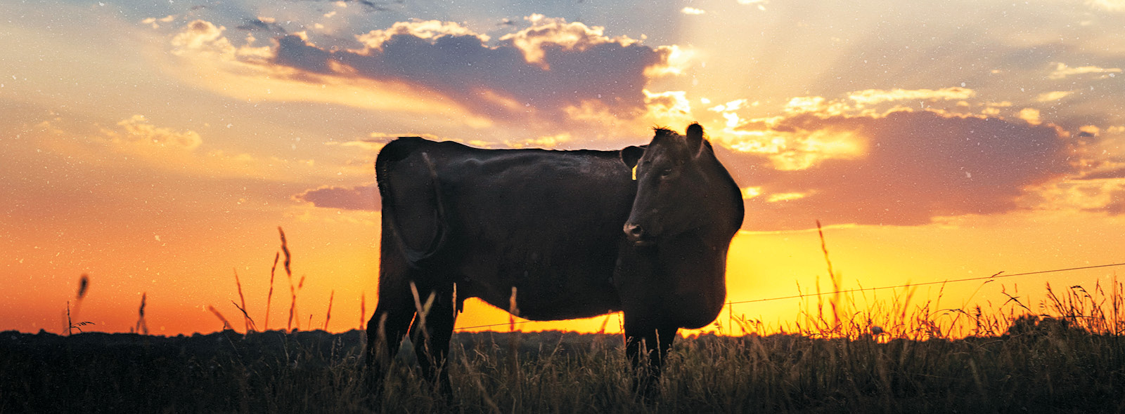 cow with a sunset