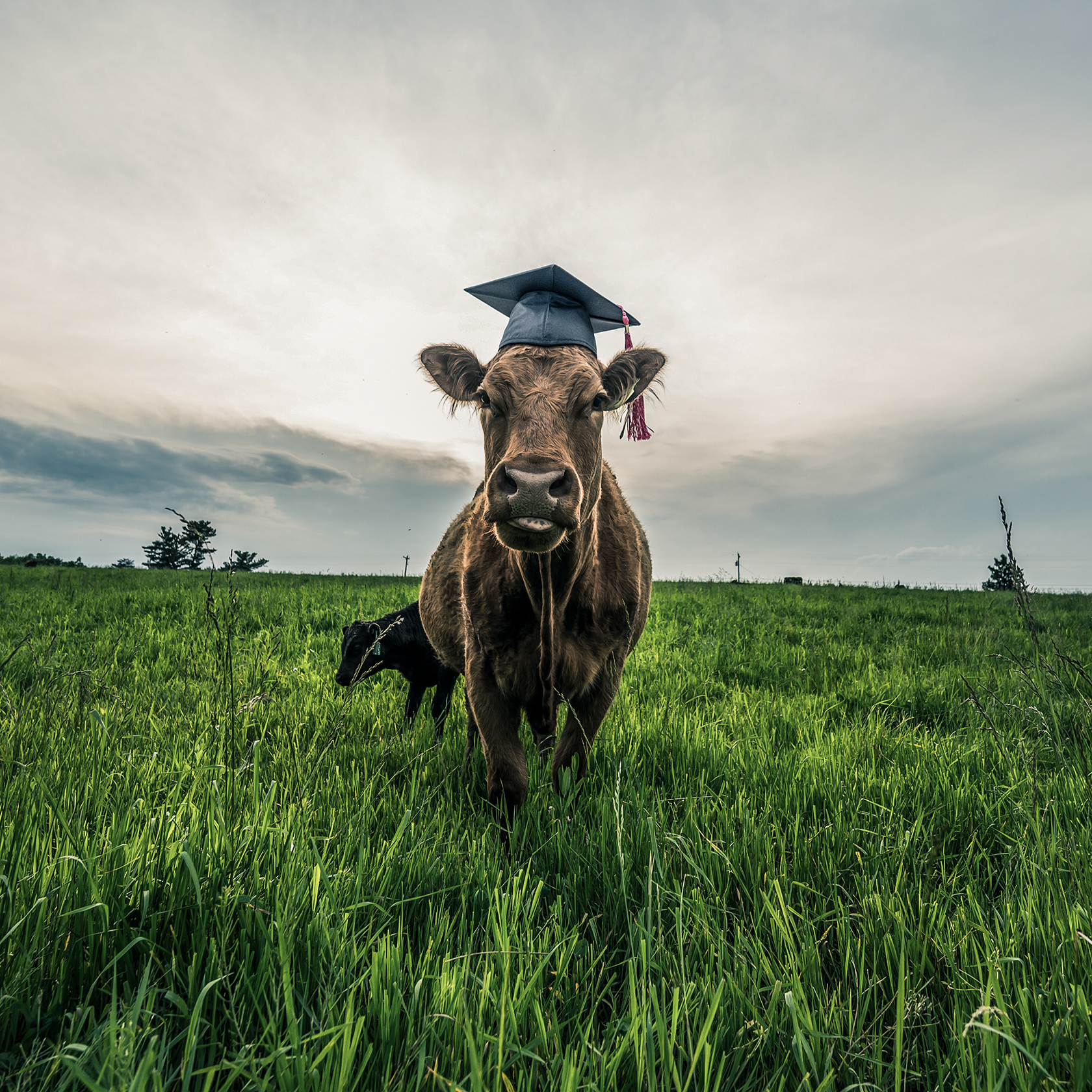 Cow in pasture with graduation hat