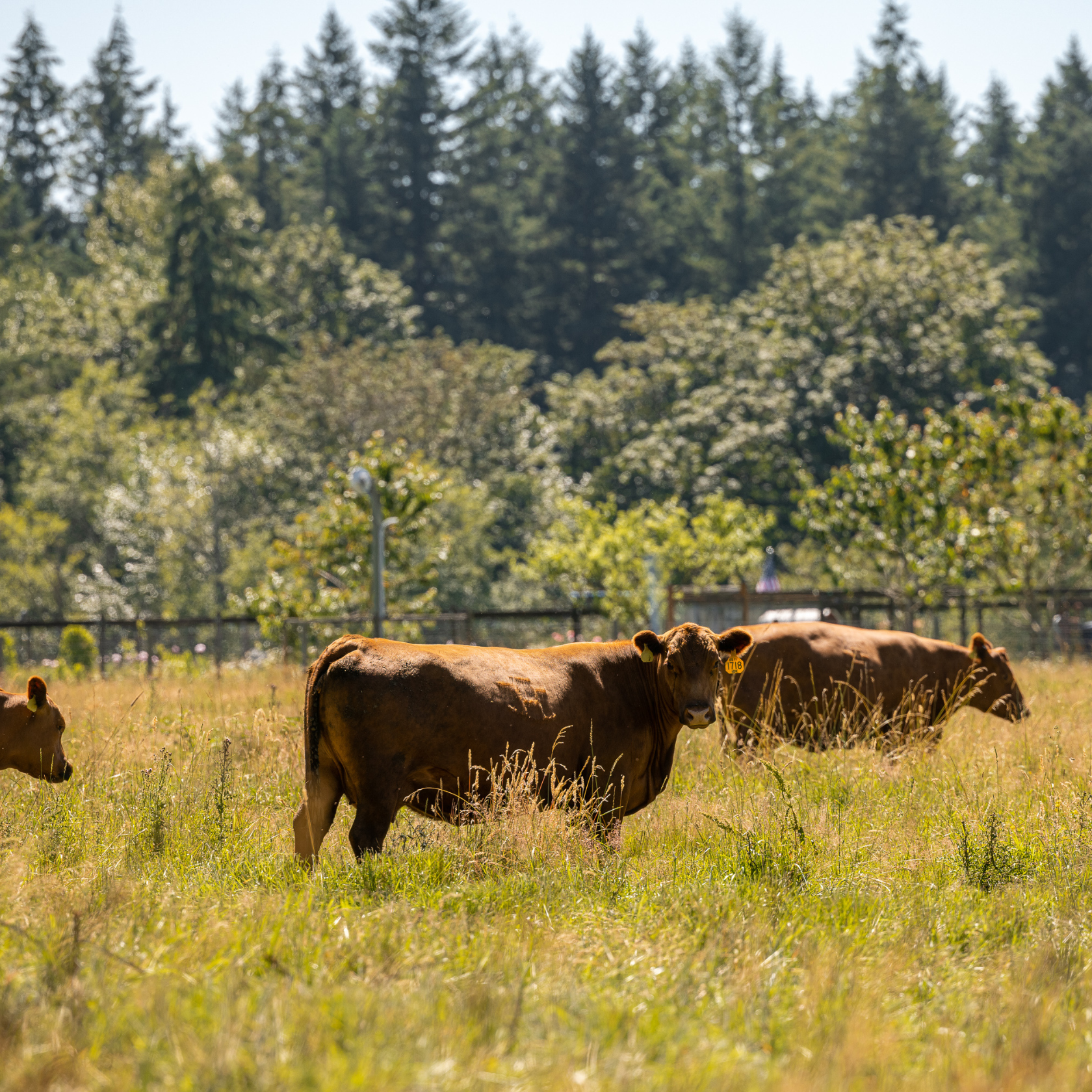 brown cows in pasture
